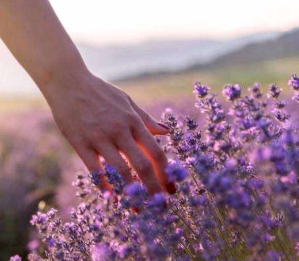 The Power of Essential Oils - FF Covic
